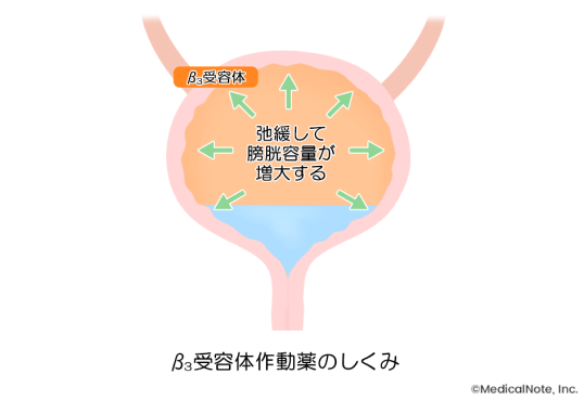 過活動膀胱の主な治療法【女性向け】 メディカルノート