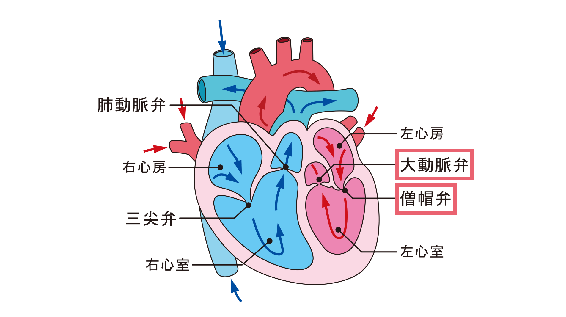 心不全につながる心臓弁膜症――未来を見据えた包括的な診療を提供