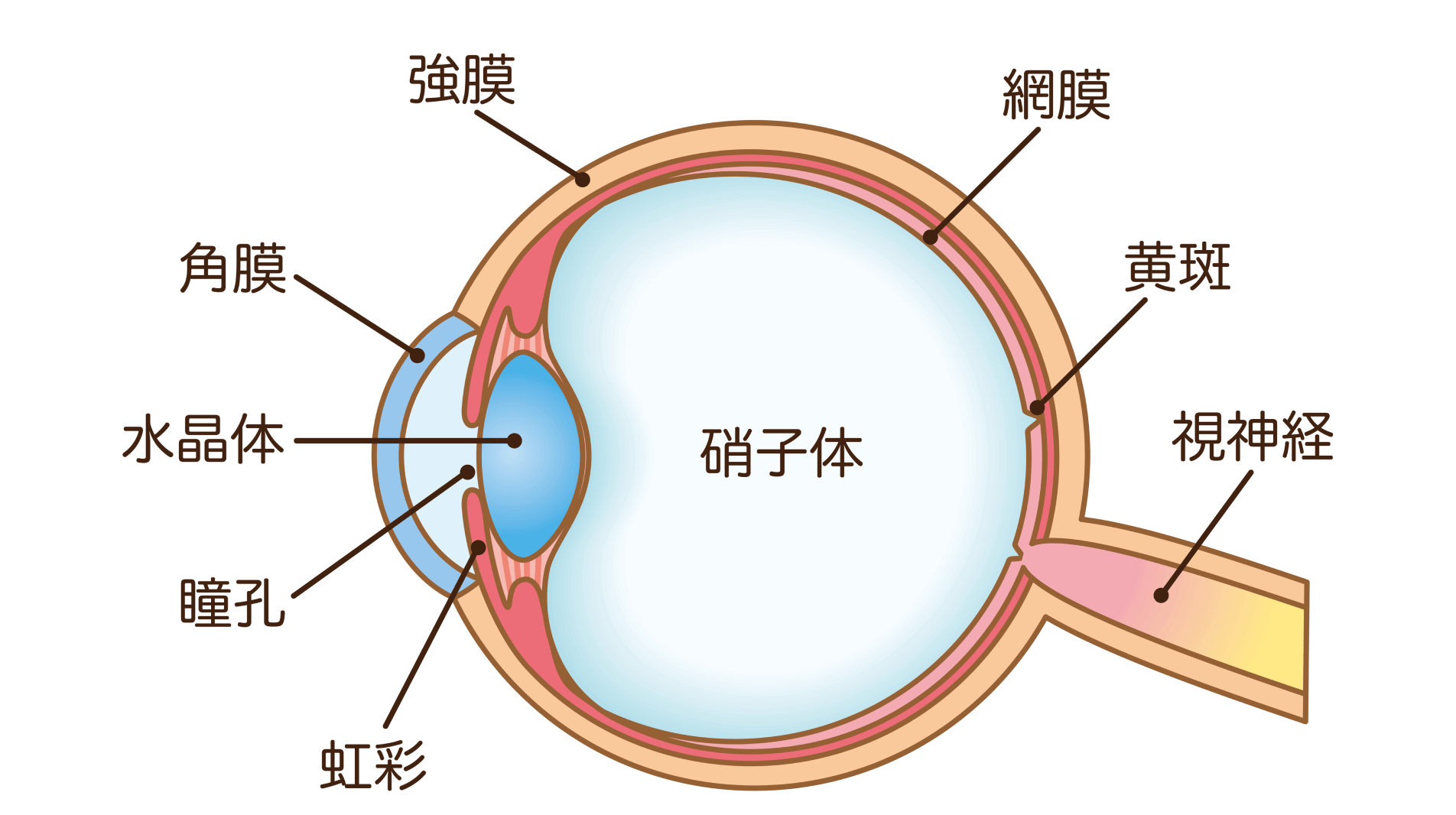 早期発見と適切な治療が大切――違和感は放置せず受診を