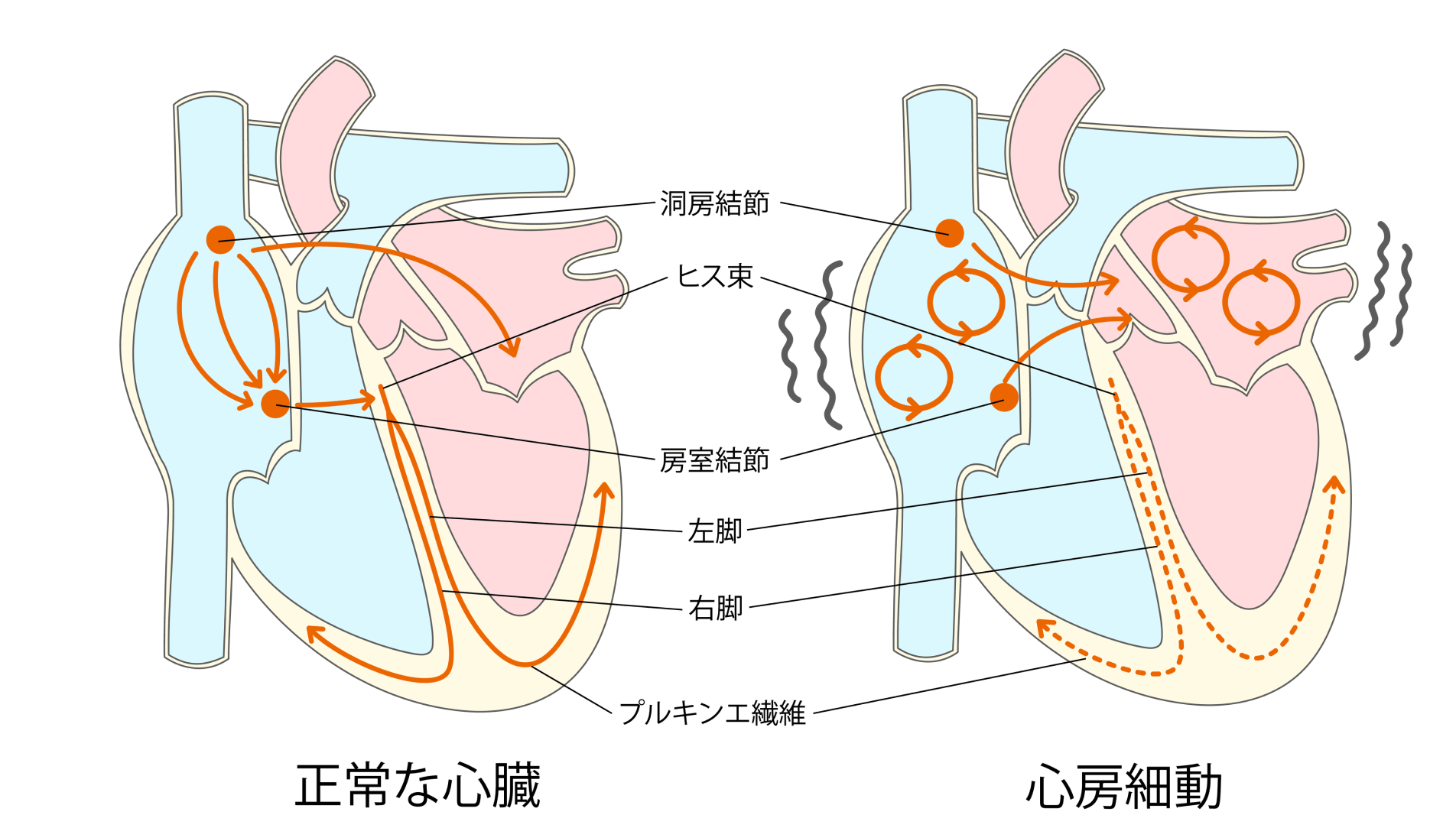 頻脈から徐脈まで幅広く対応――将来の“心不全予防”を見据えた診療を実施