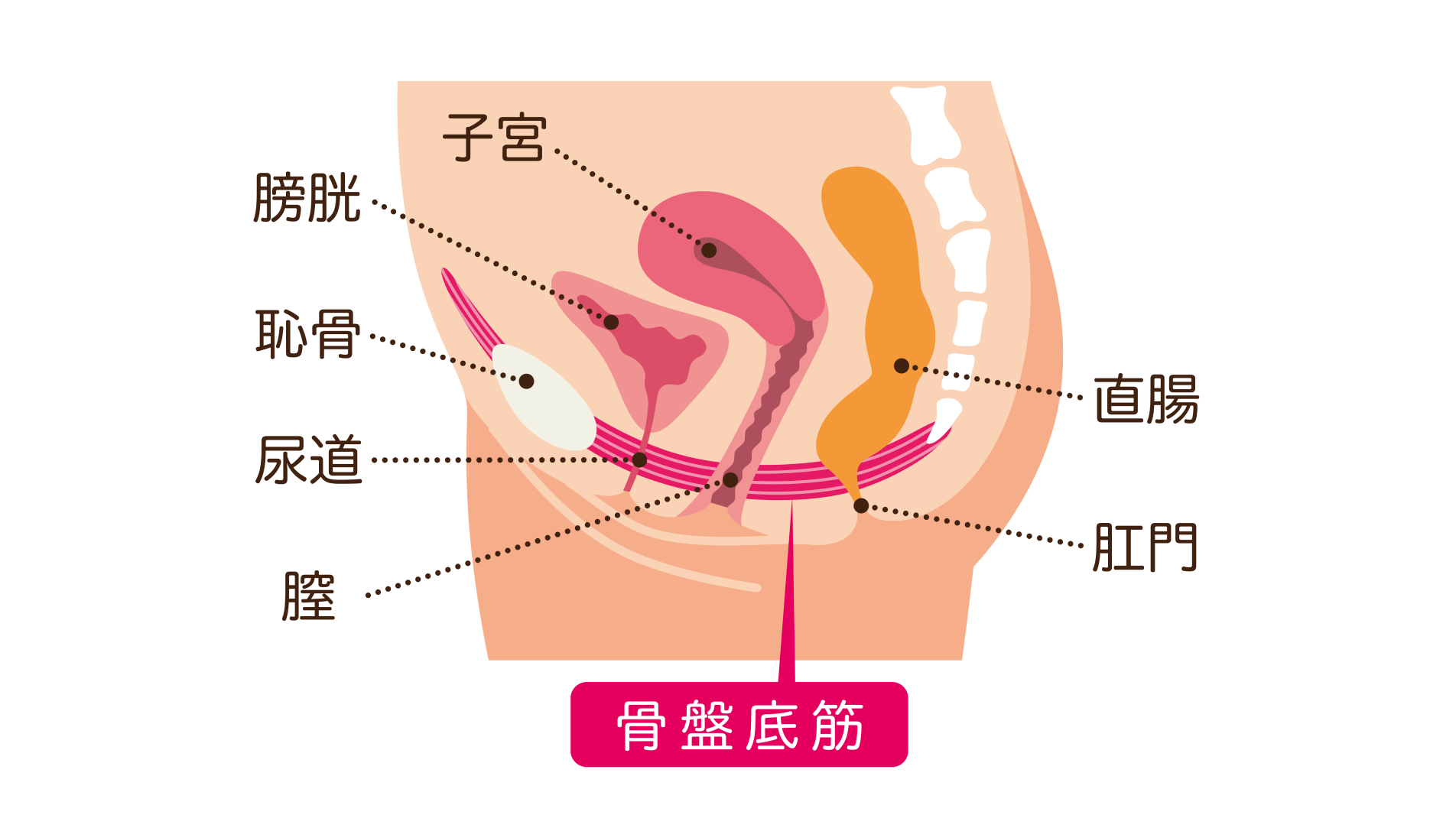 臓器が体外に脱出する病気――違和感などがある場合にはまず一度受診を