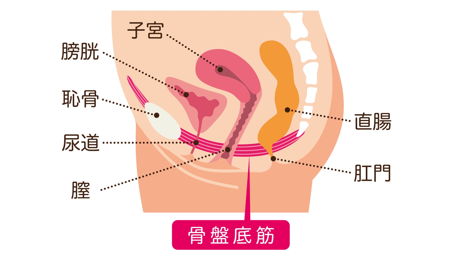 直腸脱の治療:年齢を理由に諦めずにまずは相談してほしい