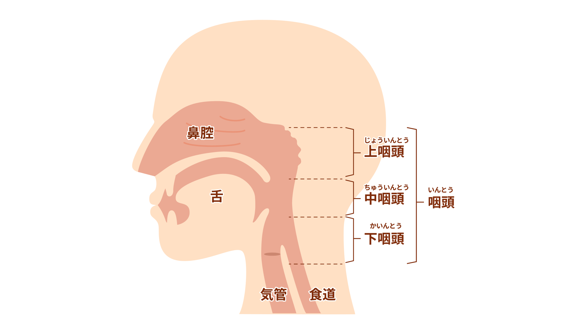 お酒で顔が赤くなる方は要注意――丁寧な問診とNBI内視鏡で早期発見を目指す